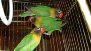 Красивые попугаи неразлучники масковые-89135812658