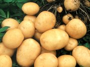 Продам картофель урожай 2011 года