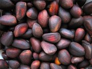 Продам кедровый орех урожай 2011года