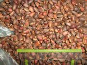 Продам орех кедровый урожай 2011г.