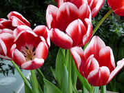 Тюльпаны оптом от голландских селекционеров к 8 Марта