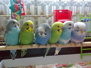 попугайчики домашнее разведение