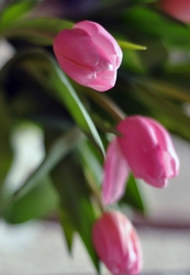 Тюльпаны к 8 марта в Краснорске