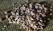 Пшеница для проращивания (очищенная). Интернет-магазин 